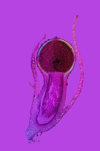 Liverwort spore capsule, light micrograph