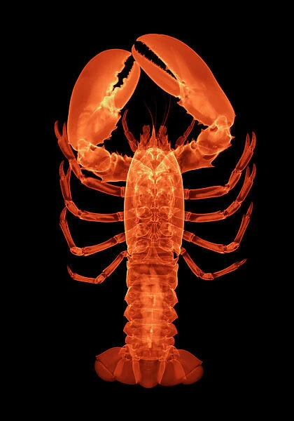 Lobster, X-ray