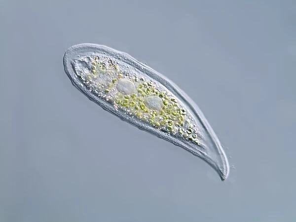 Loxophyllum ciliate, light micrograph