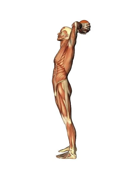 Male musculature, artwork