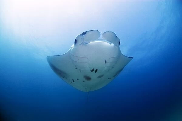 Manta ray swimming in open ocean