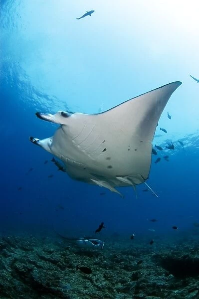 Manta rays swimming over reef