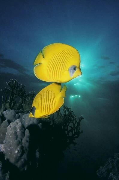 Masked butterfly fish