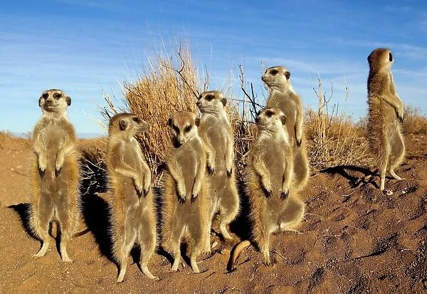 Meerkats (Suricata suricatta). Meerkats, also known as suricates