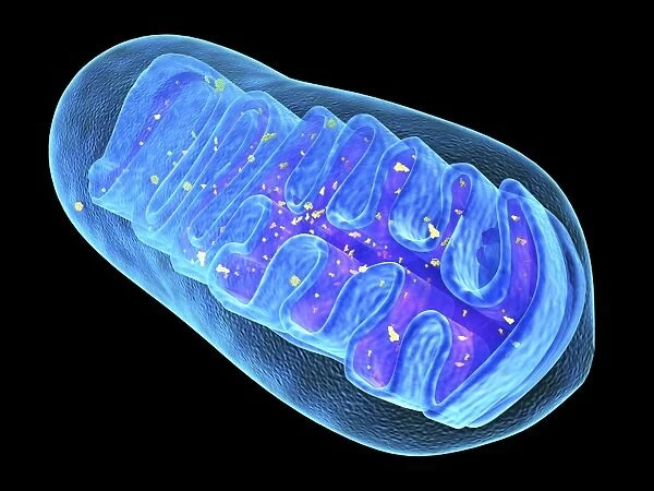 Mitochondrial structure, artwork C015  /  6765
