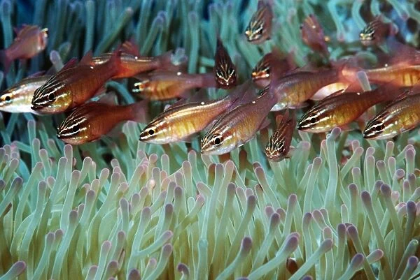 Moluccan cardinalfish