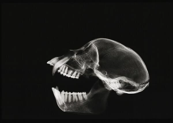 Monkey skull, X-ray