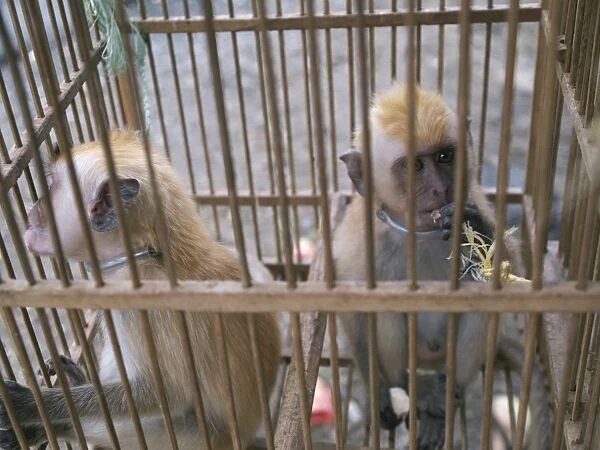 Monkey trafficking