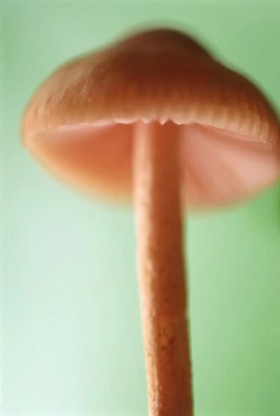Mushroom. Close up of a fungi Mushroom