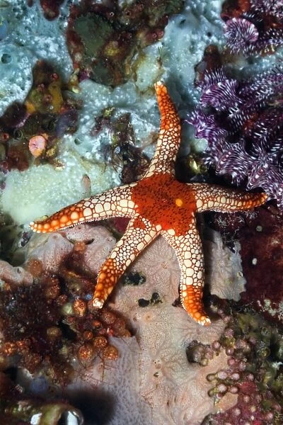 Necklace starfish C014  /  2931