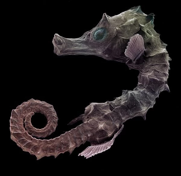 Newborn seahorse, SEM