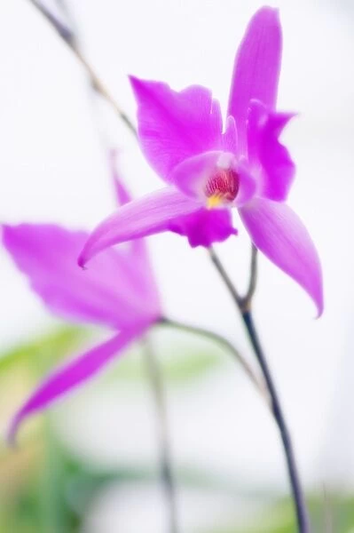 Orchid (Laelia gouldiana)