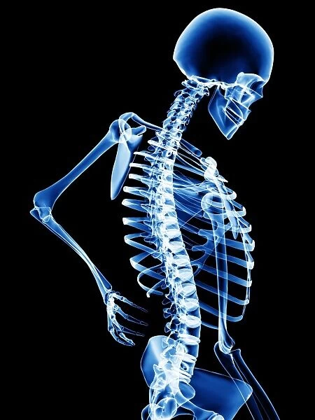 Back pain. Conceptual computer artwork of a human skeleton holding a hand