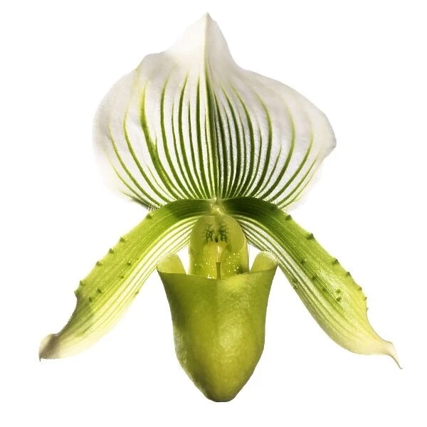 Paphiopedilum orchid (Paphiopedilum sp. )