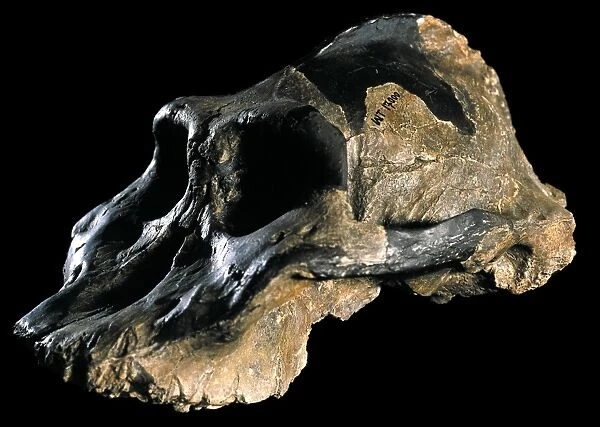 Paranthropus aethiopicus (KNM-WT 17000) C015  /  6932