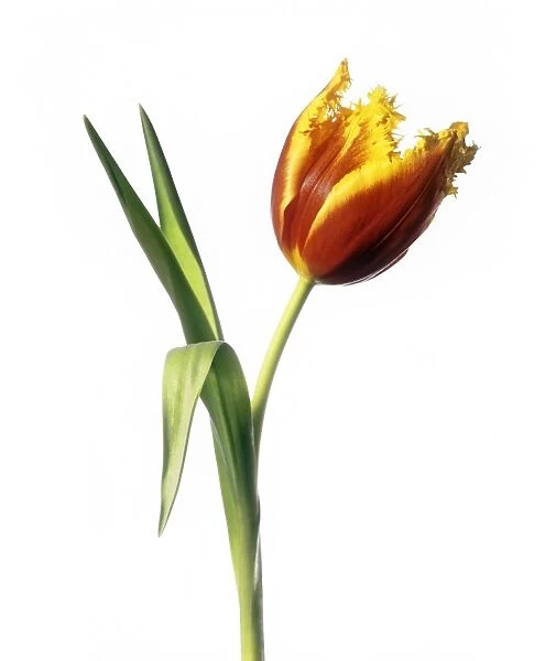 Parrot tulip (Tulipa sp. )