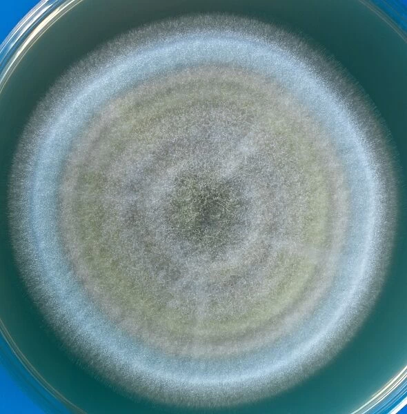 Penicillium fungus growing on agar