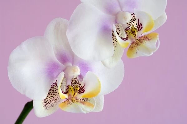 Phalaenopsis flowers (Phalaenopsis sp. )