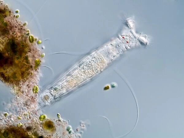 Philodina rotifer, light micrograph