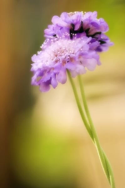 Pincushion flowers (Scabiosa columbaria)