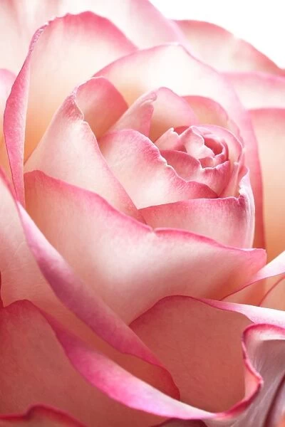Pink rose (Rosa sp. )
