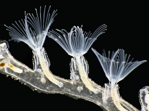 Plumatella bryozoa, light micrograph