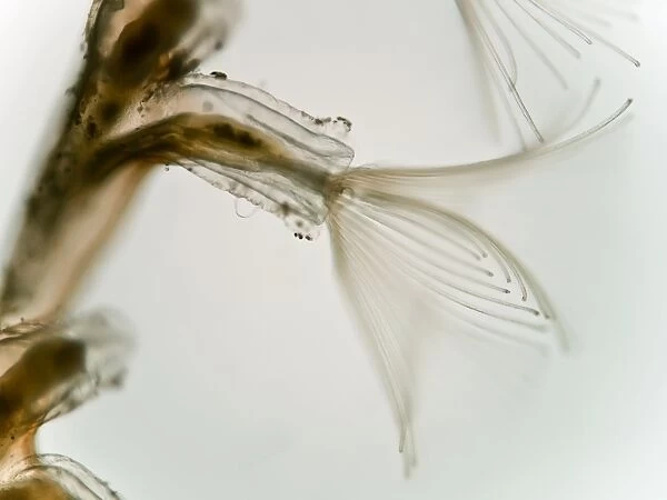 Plumatella bryozoa, light micrograph