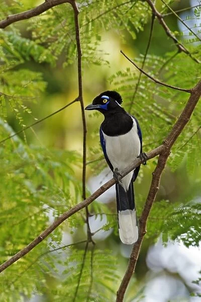 Plush-crested jay in a tree