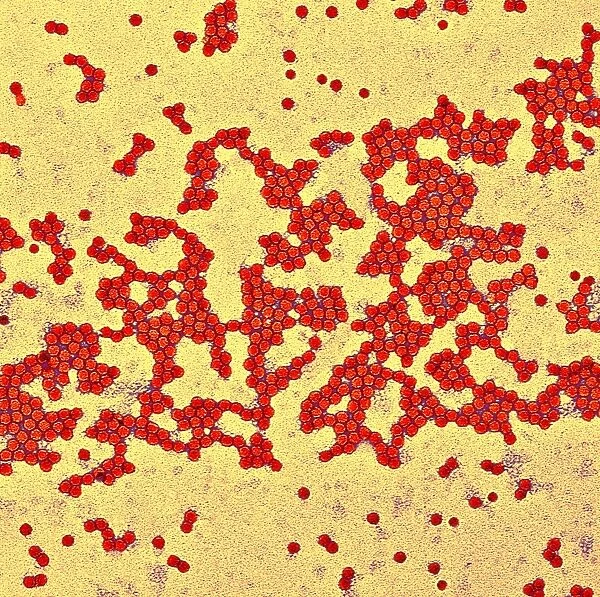 Poliovirus particles, TEM