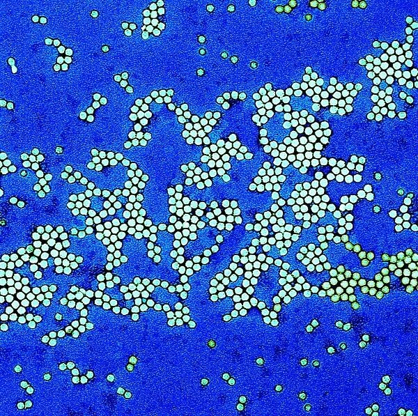 Poliovirus particles, TEM