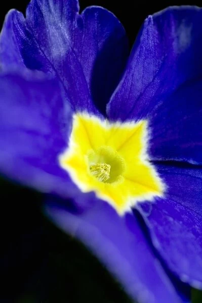 Primrose flower (Primula sp. )