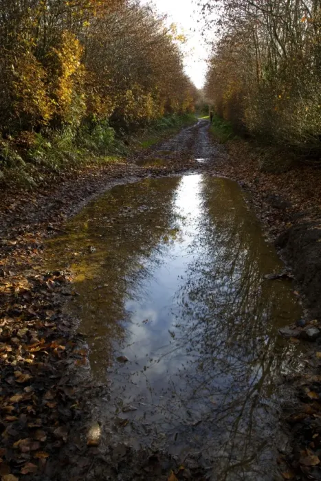 Framed Print : Puddle on a path Framed Print : Puddle on a path