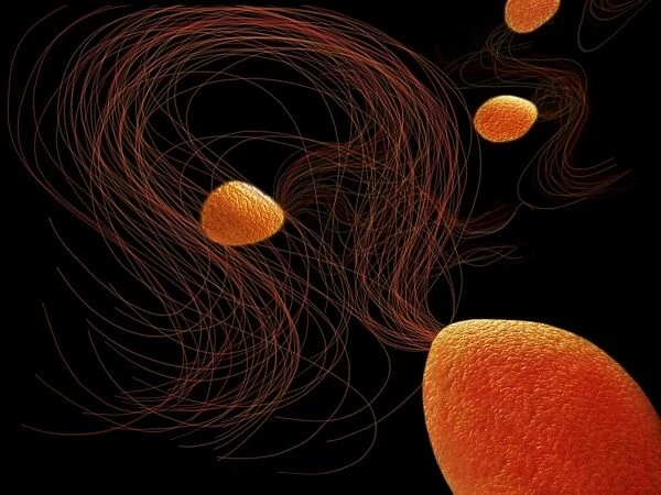 Pyrococcus furiosus archaea artwork