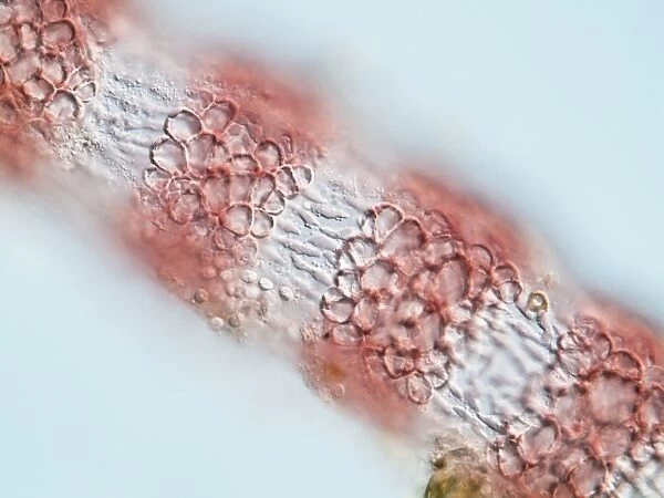 Red algae, light micrograph