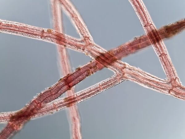 Red algae, light micrograph