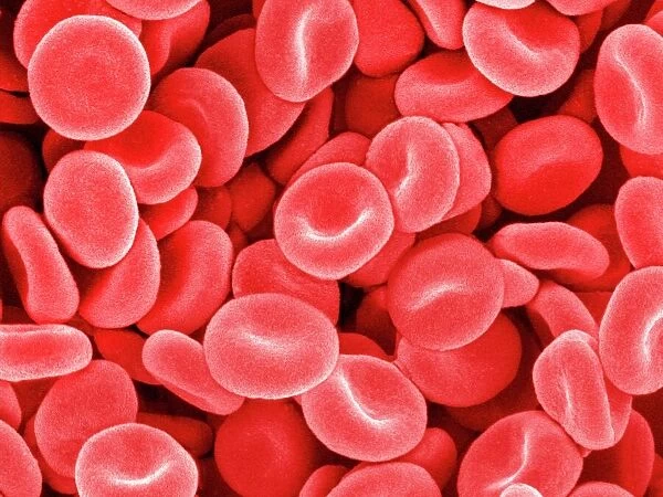 Red blood cells, SEM