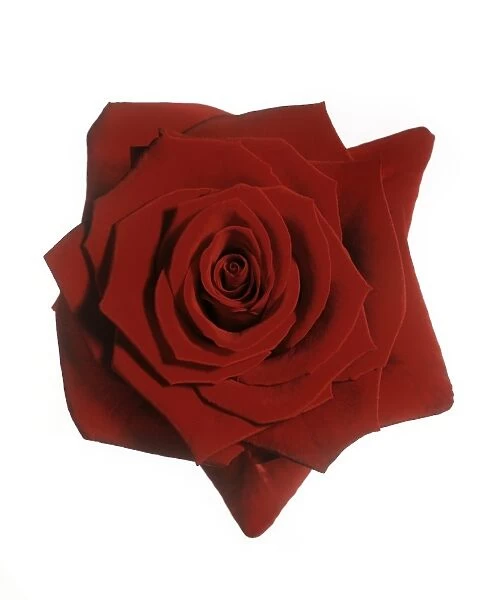Red rose (Rosa Grand Prix )