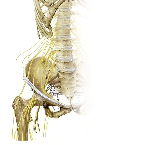 Right hip and nerve plexus, artwork C016  /  6809