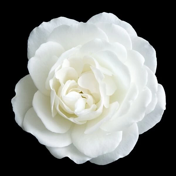 Rose flower (Rosa sp. )