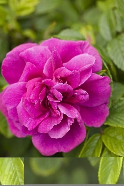 Rose (Rosa gallica var officinalis) C013  /  5535