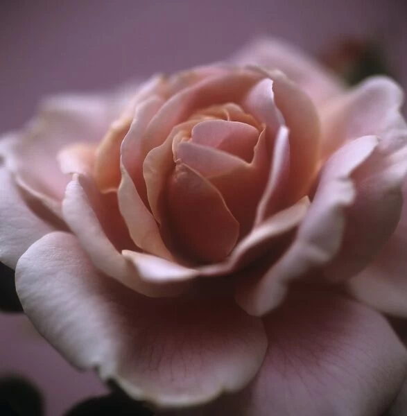 Rose (Rosa sp. )