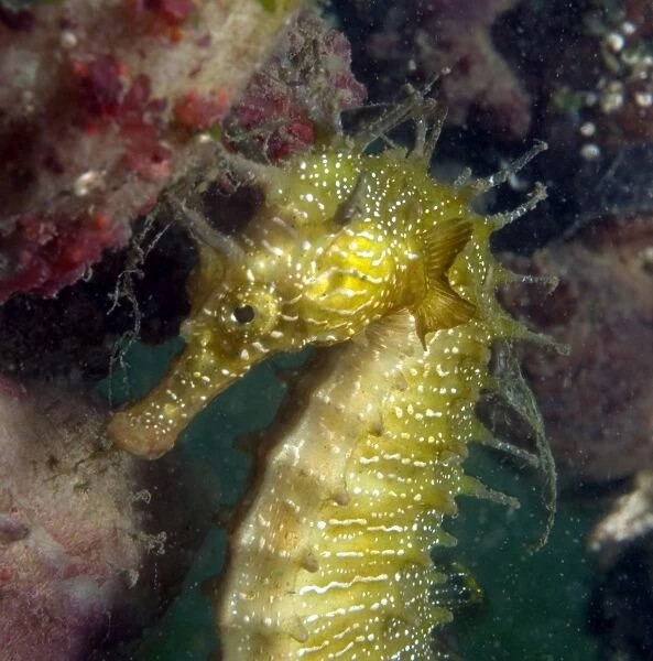 Seahorse (Hippocampus guttulatus), swimming underwater