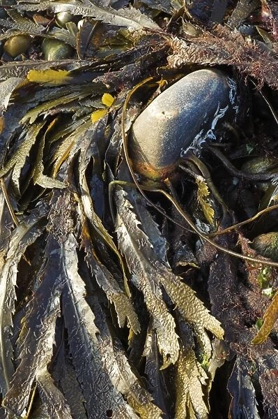 Seaweed (Fucus serratus)
