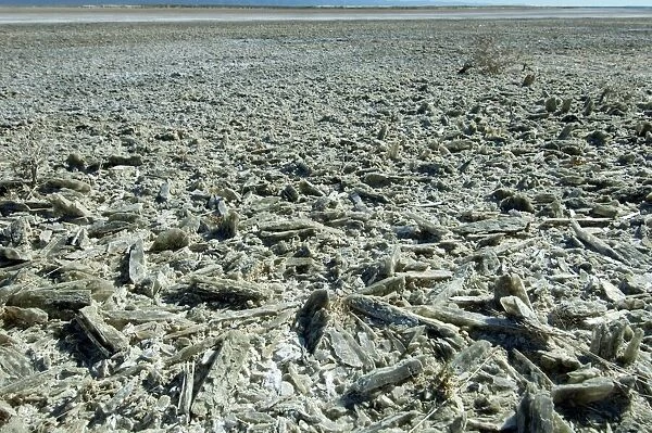 Selenite crystals on a dried lake bed