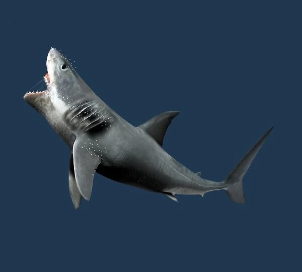 Shark, artwork