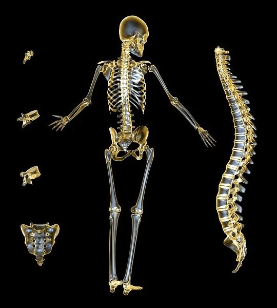 Skeleton and spine, computer artwork