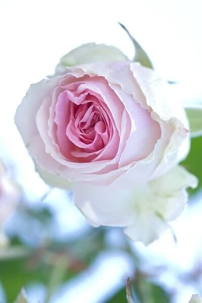 Spray rose (Rosa Mimi Eden )