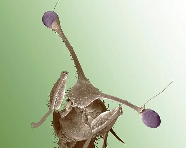 Stalk-eyed fly, SEM C014  /  4882