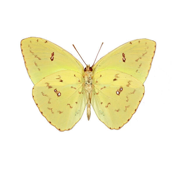 Sulphur butterfly (Phoebis sp. )