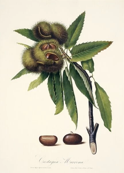 Sweet chestnut, 19th century illustration